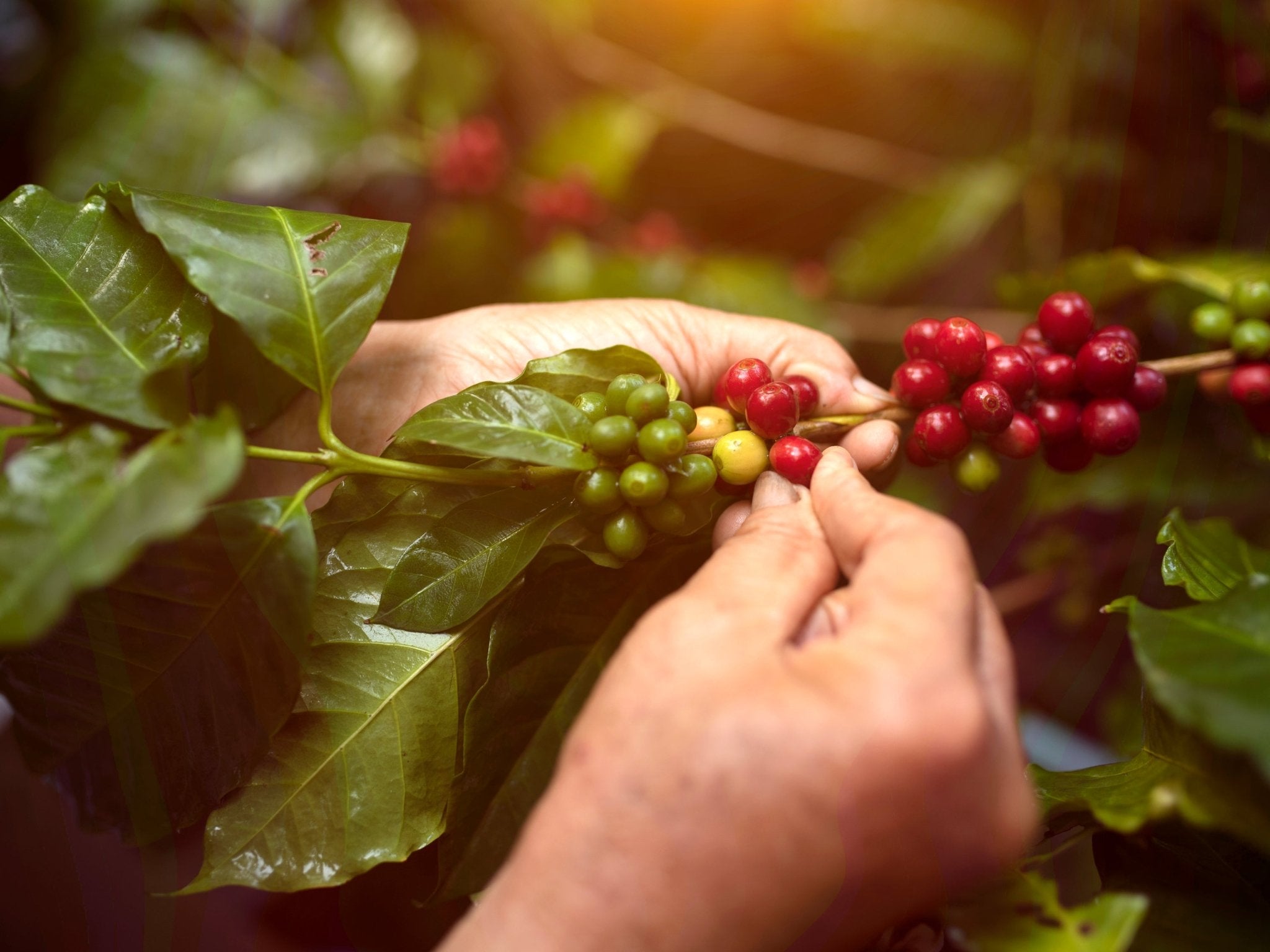 WHAT YOU NEED TO KNOW ABOUT ORGANIC COFFEE...AND WHAT YOU DON"T